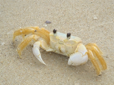 Foto Makanan laut akuatik kerang