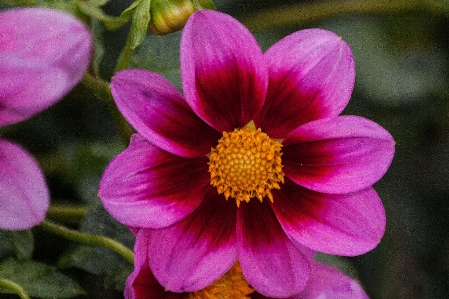 Blossom plant flower purple Photo