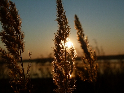 Tree nature grass horizon Photo