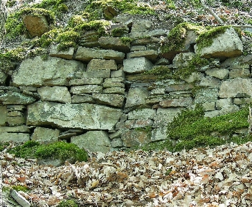 自然 草 rock 花 写真