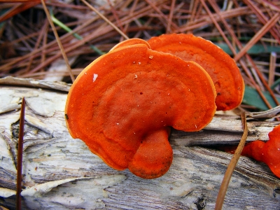 Natur anlage orange herbst Foto