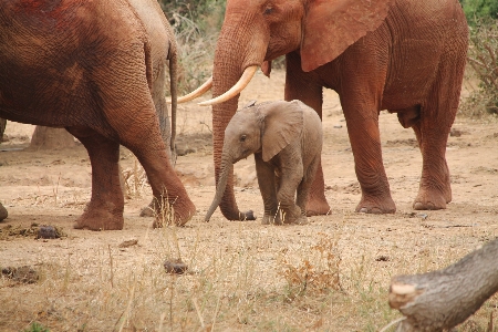 Wilderness adventure trunk cute Photo