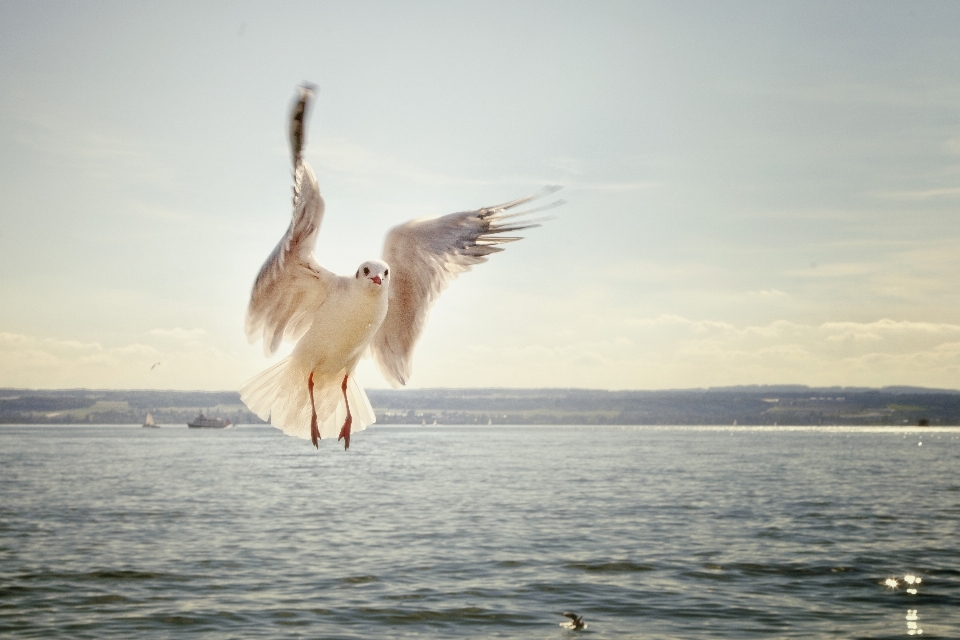 海 水 鳥 羽