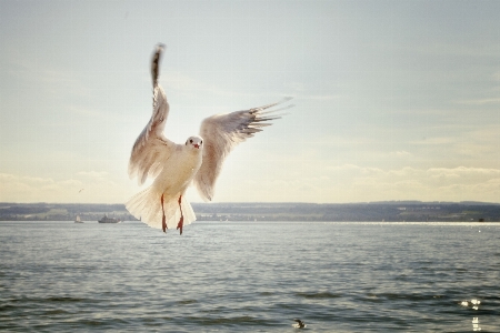 Foto Laut air burung sayap