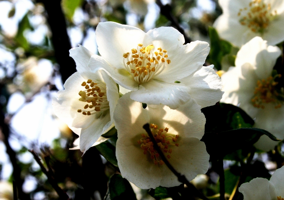 árbol naturaleza rama florecer