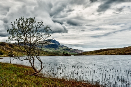 Landscape sea coast tree Photo