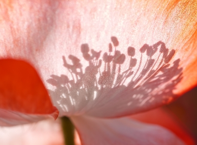 Nature blossom plant photography Photo