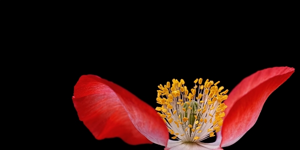 自然 花 植物 写真撮影 写真