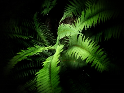 Foto Albero natura foresta ramo