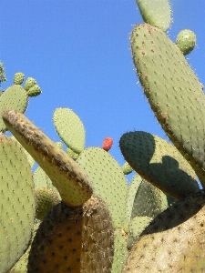 水 とげのある
 カクタス
 sharp 写真