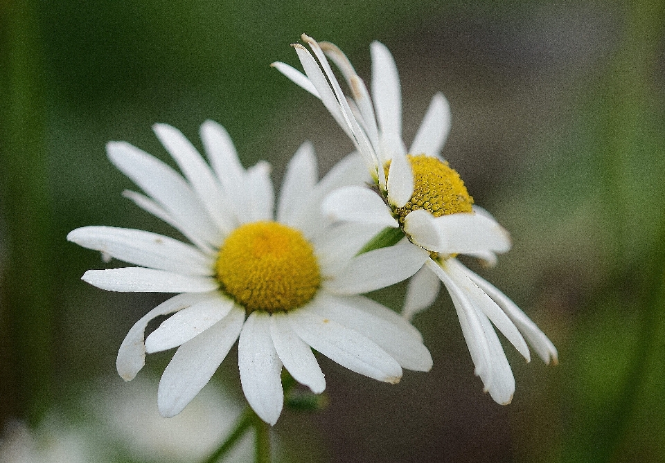 Natura fiore pianta cielo