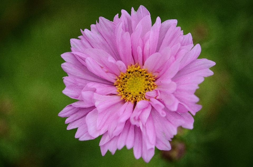 Natura zakład niebo liść