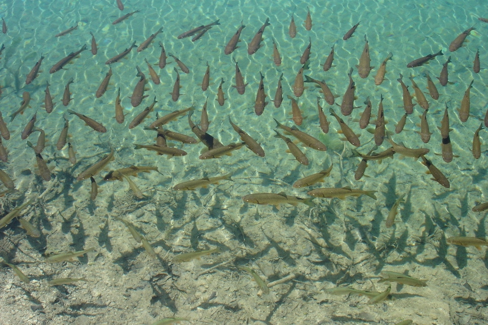 Agua submarino biología algas marinas