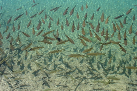 Foto Acqua sott'acqua biologia alga marina