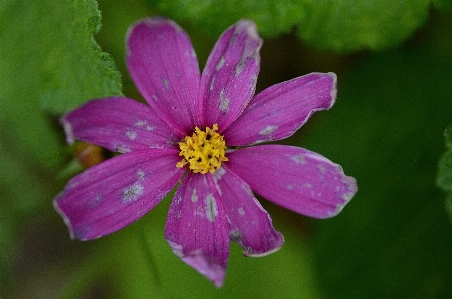 Nature blossom plant photography Photo