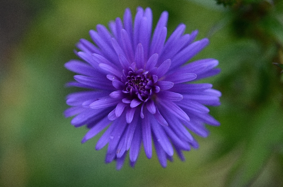 Nature blossom plant photography