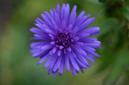 Nature blossom plant photography Photo