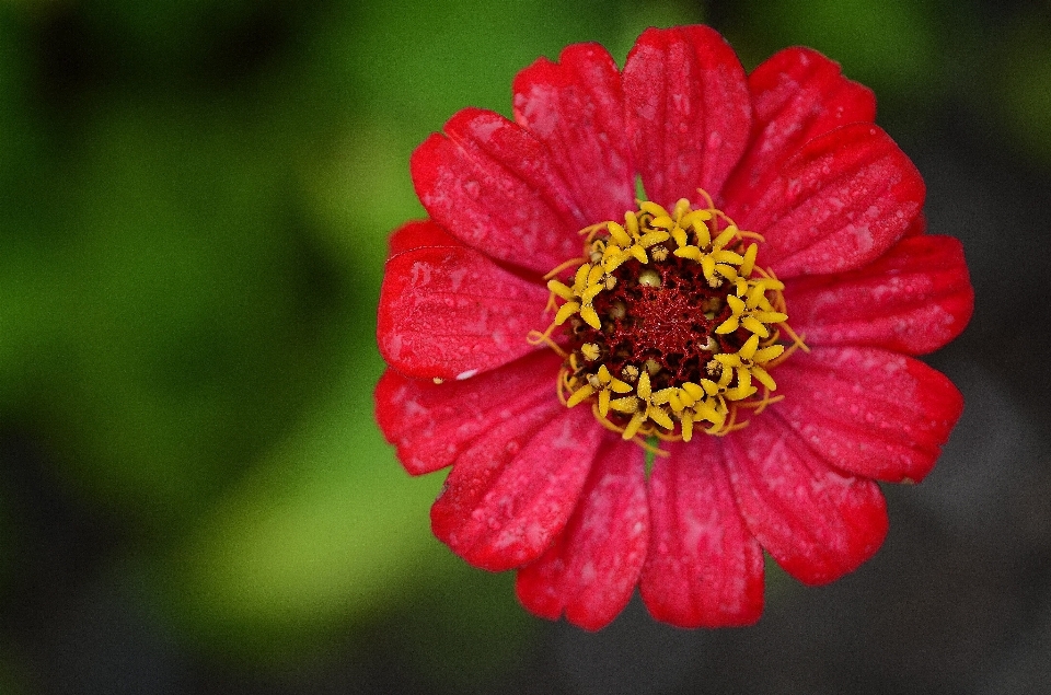 Nature fleurir usine feuille