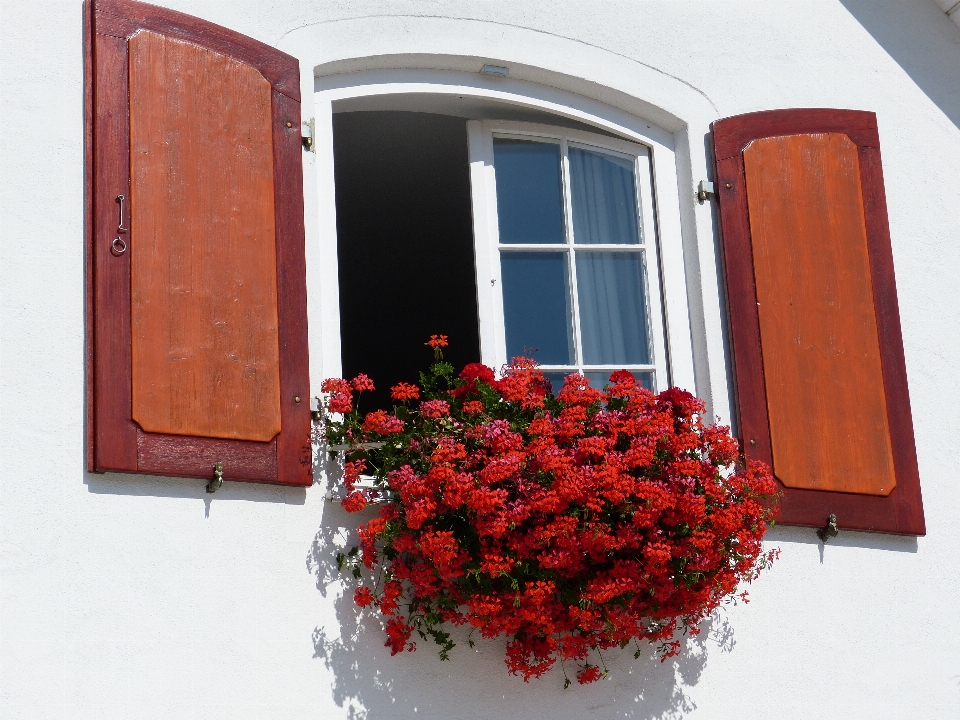 Abrir madeira flor janela