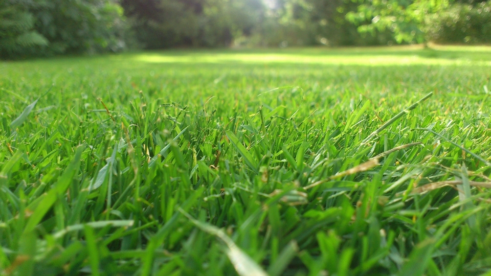 Grass plant field lawn