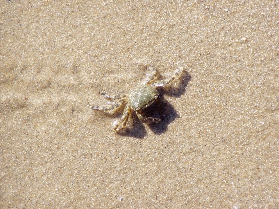 Spiaggia sabbia sole estate