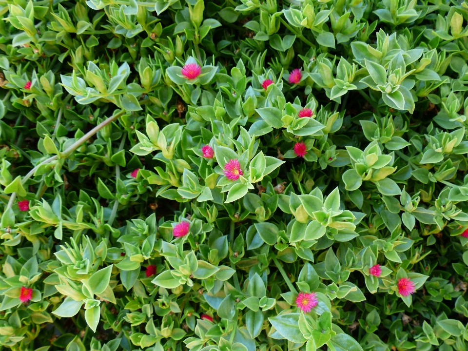 Plant flower bush green