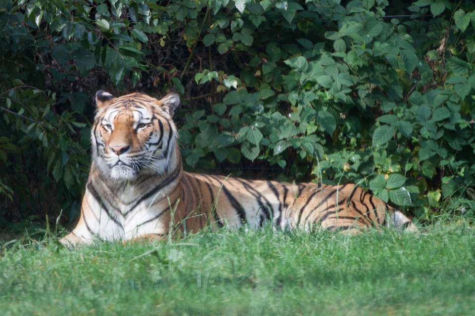 Animale animali selvatici zoo giungla