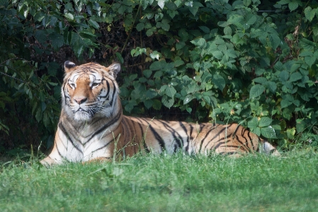 動物 野生動物 動物園 密林 写真