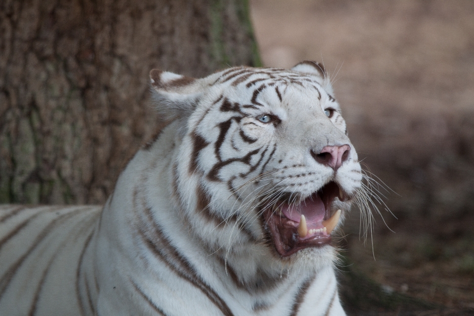 動物 野生動物 動物園 猫