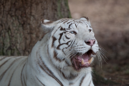 動物 野生動物 動物園 猫 写真