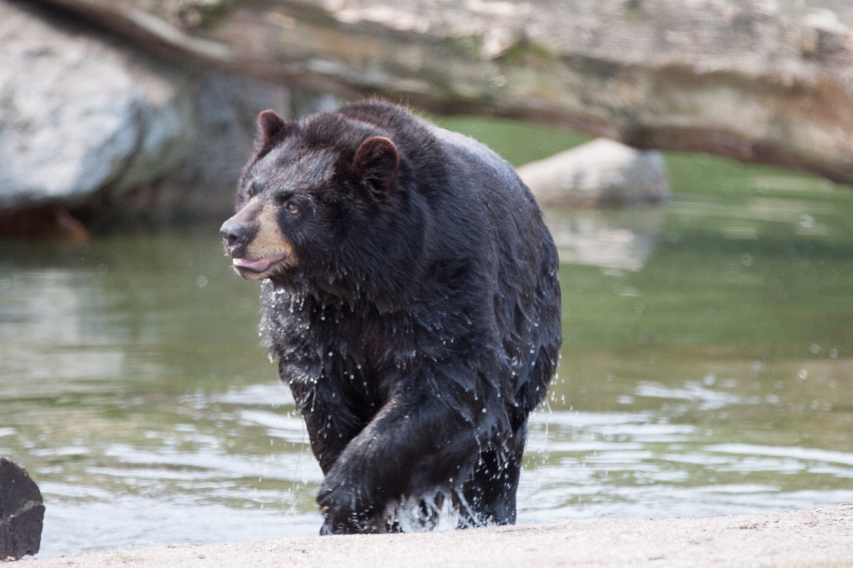 Wasser tier tragen tierwelt