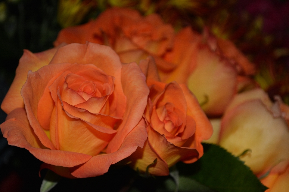 Blüte anlage stengel blatt