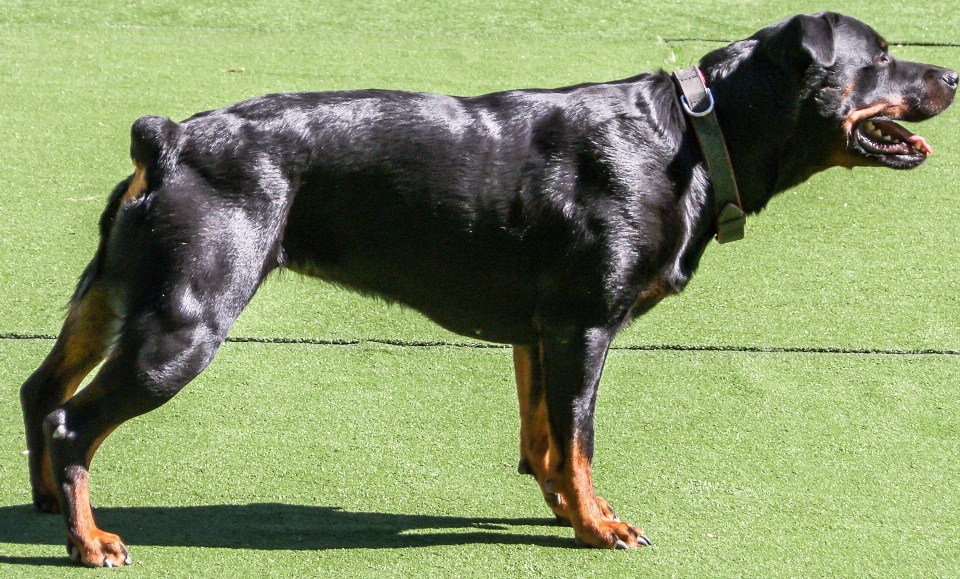 Pessoas filhote de cachorro bicho estimação