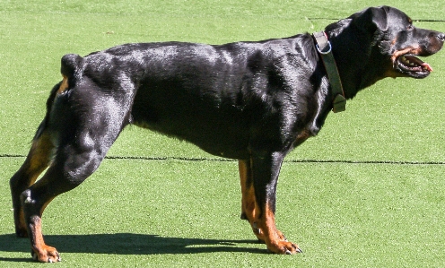 人々 子犬 犬 ペット 写真