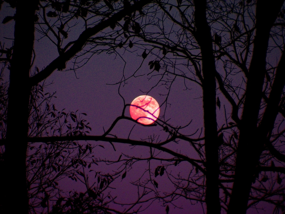 Branch light sky night