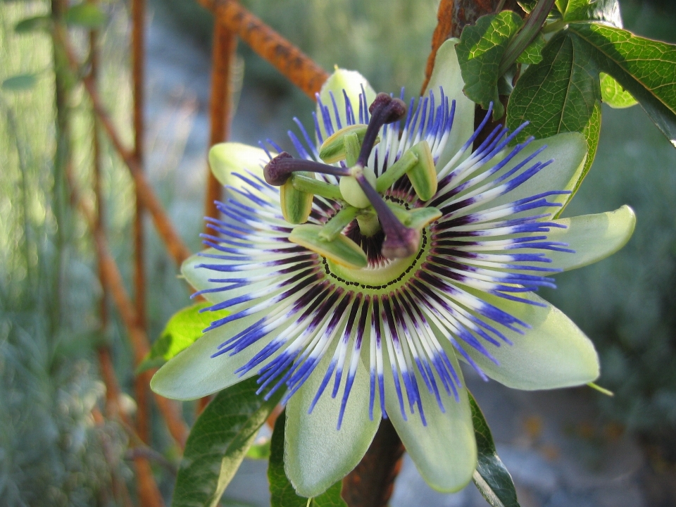 Nature blossom plant flower