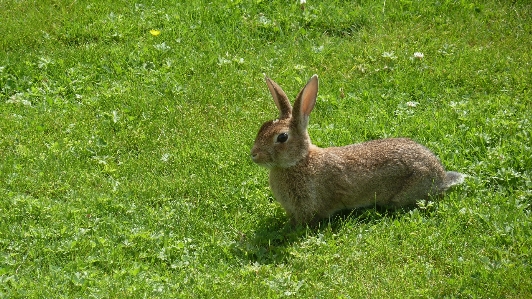 Grass lawn meadow prairie Photo