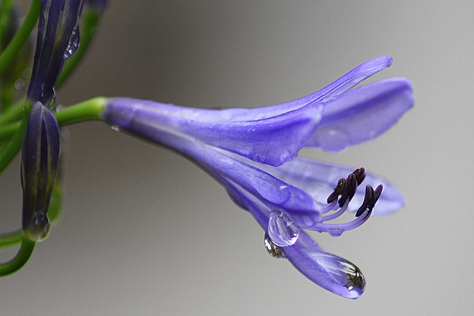 Water blossom plant stem