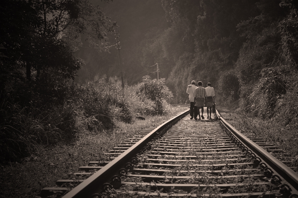 Forest black and white track railway