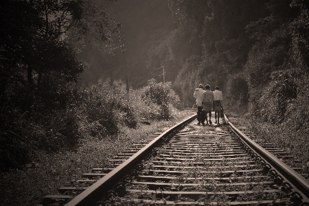 Forest black and white track railway Photo