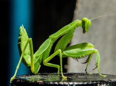 Photo Vert mante religieuse
 insecte fermer