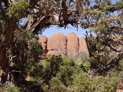 Landscape tree nature rock Photo