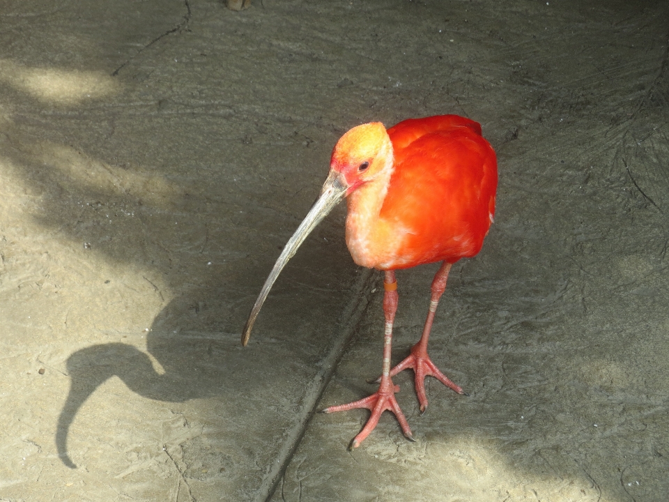 Hutan luar ruangan cabang burung