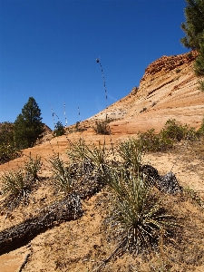 Landscape tree nature grass Photo