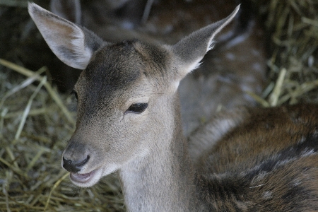 Foto Natura foresta animale carino