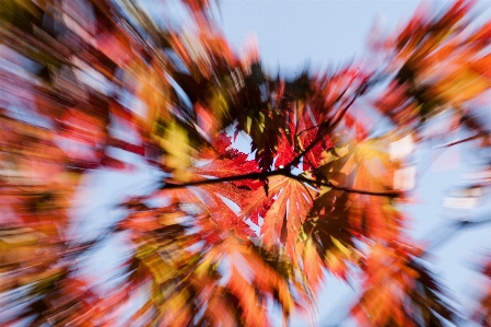 Tree branch plant sky Photo