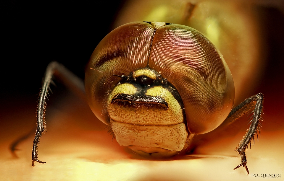 Nature photography flower insect