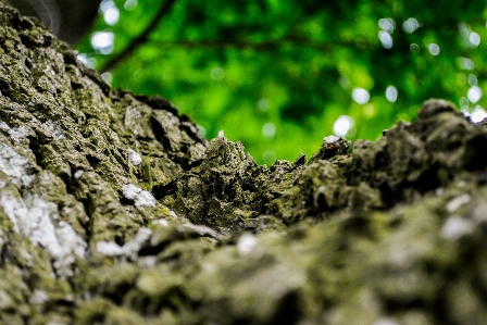 Tree nature forest grass Photo