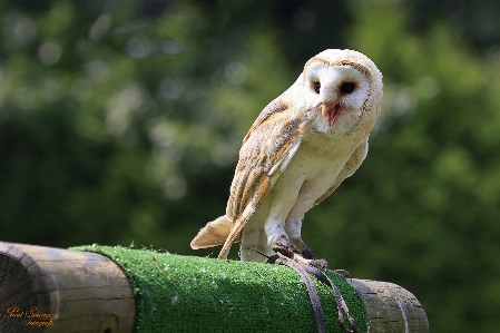 自然 鳥 羽 野生動物 写真