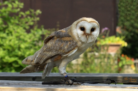 自然 鳥 野生動物 動物園 写真